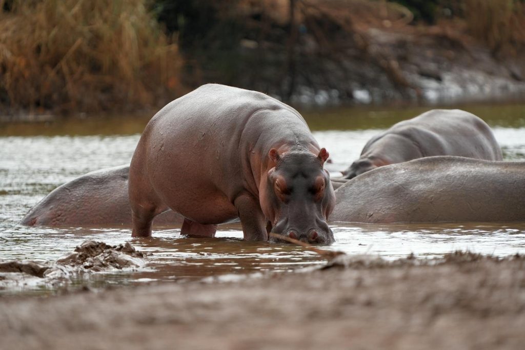 A group of hippos relaxing in a river, showcasing African wildlife and natural habitat in Kenya.