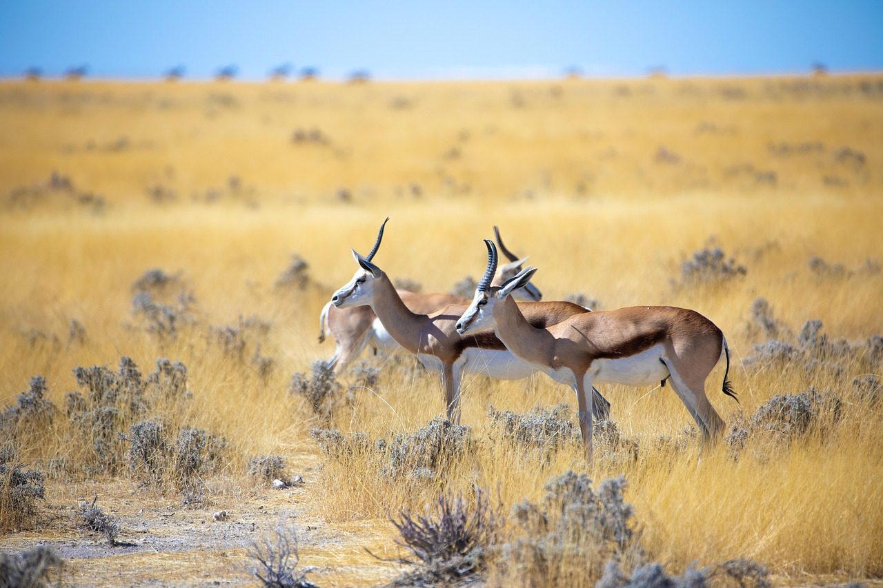 gazelle, horns, antelope, springbok, animal, namibia, nature, wildlife, safari, etosha, wild, national park, impala, zoo, hellabrunn, wild animals, wilderness, few, steppe, africa, gazelle, gazelle, gazelle, gazelle, gazelle, antelope, antelope, antelope, springbok, springbok, springbok, springbok, namibia, namibia, namibia, safari, safari, impala, impala, africa