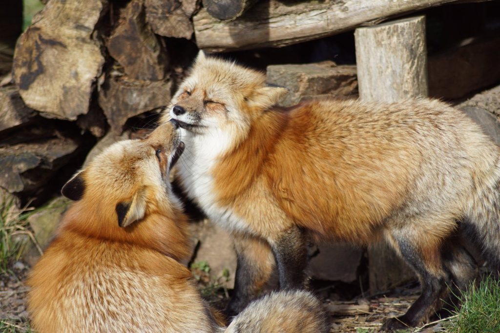 A pair of red foxes playfully interacting in a forest setting, showcasing their natural behavior.