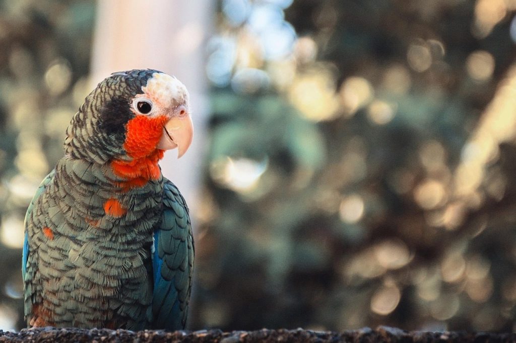 parrot, colour, colorful, portrait, nature, bird, red, tropical, pens, animal, wild, birds, green, parrots, animals, peak, native, parrot, parrot, parrot, parrot, parrot, tropical