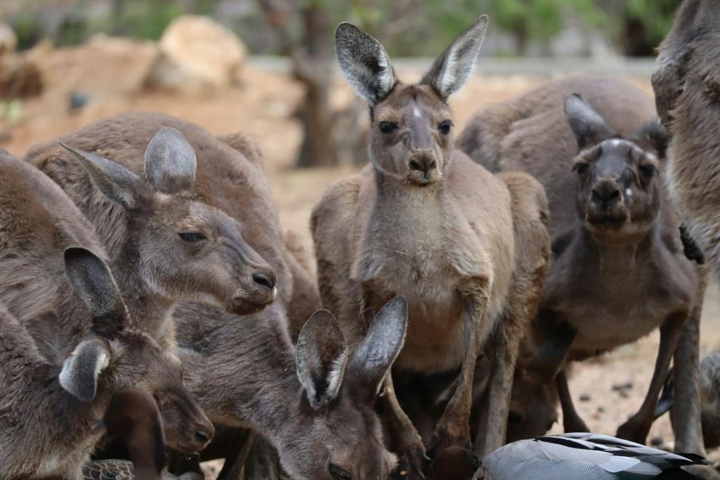 A close-up of kangaroos gathered in a wildlife habitat in Hovea, Western Australia.