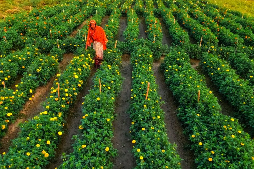 a man standing in a field of green plants
