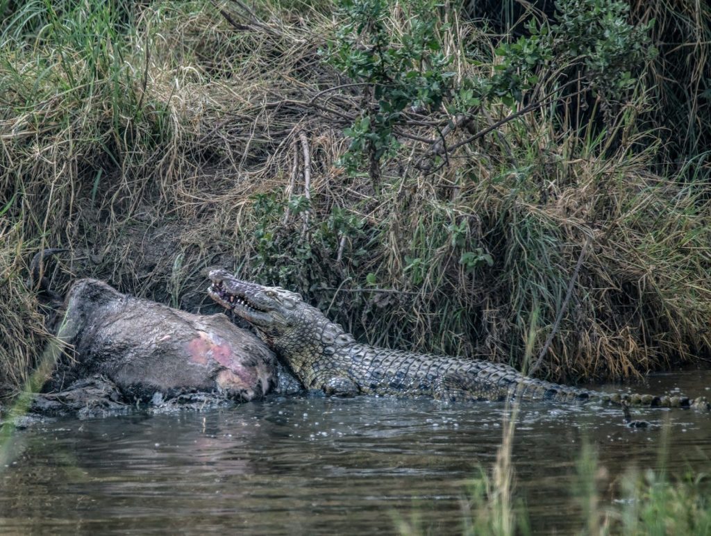 A crocodile feasts on its prey in the water.