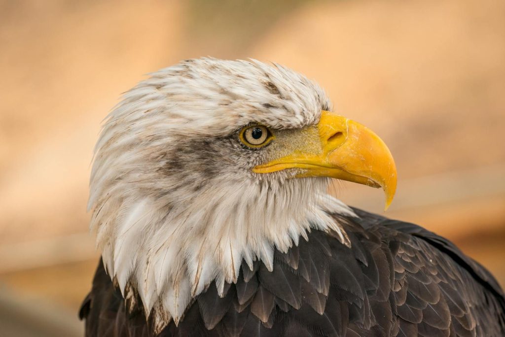 Detailed close-up of a bald eagle showcasing its striking yellow beak and piercing eyes.