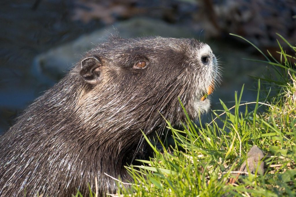 nutria, beaver rat, water rat, coypu, tail beaver, tail rat, fur, rodent, nature, mammal, rodent species, animal