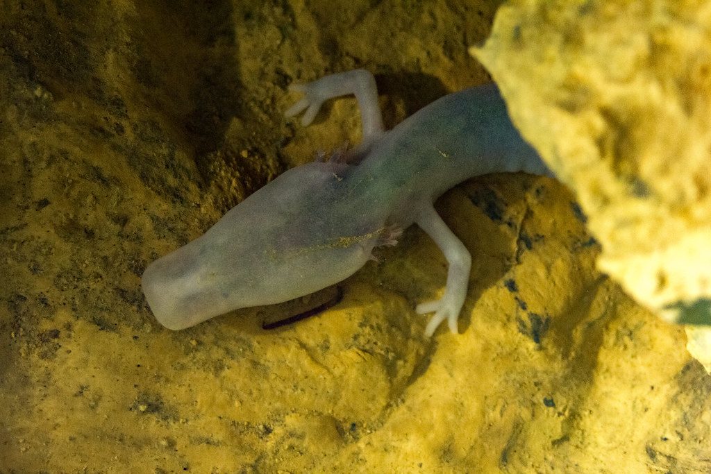 Olm