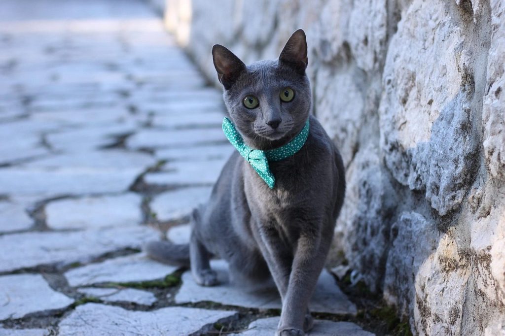 cat, animal, pet, pets, bowtie, blue, russian, blue pets