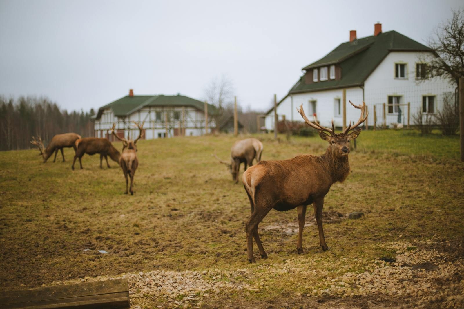 A group of deer grazing in a field near country houses on an overcast day.