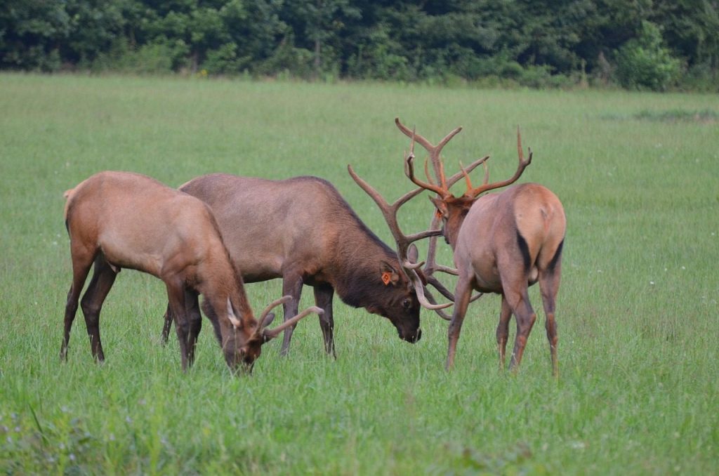 herd elk, momentum bull, momentum, mammal, national park, nature reserve, valley ocanaluftee, forest, elk, animals, hunt, nature, hiking, travel, protection, momentum female, cervid