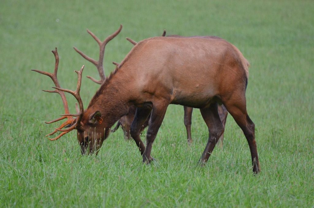 herd elk, momentum bull, momentum, mammal, national park, nature reserve, valley ocanaluftee, forest, elk, animals, hunt, nature, hiking, travel, protection, momentum female, cervid