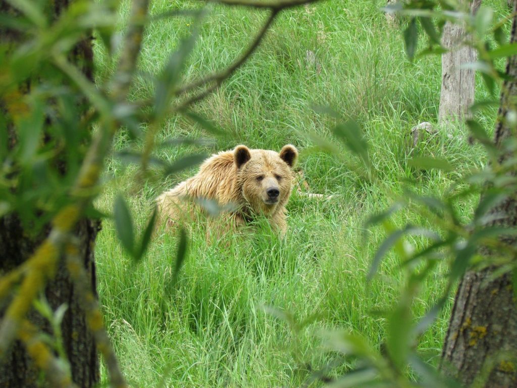 A grizzly bear rests in a vibrant green forest, showcasing its serene wildlife habitat.