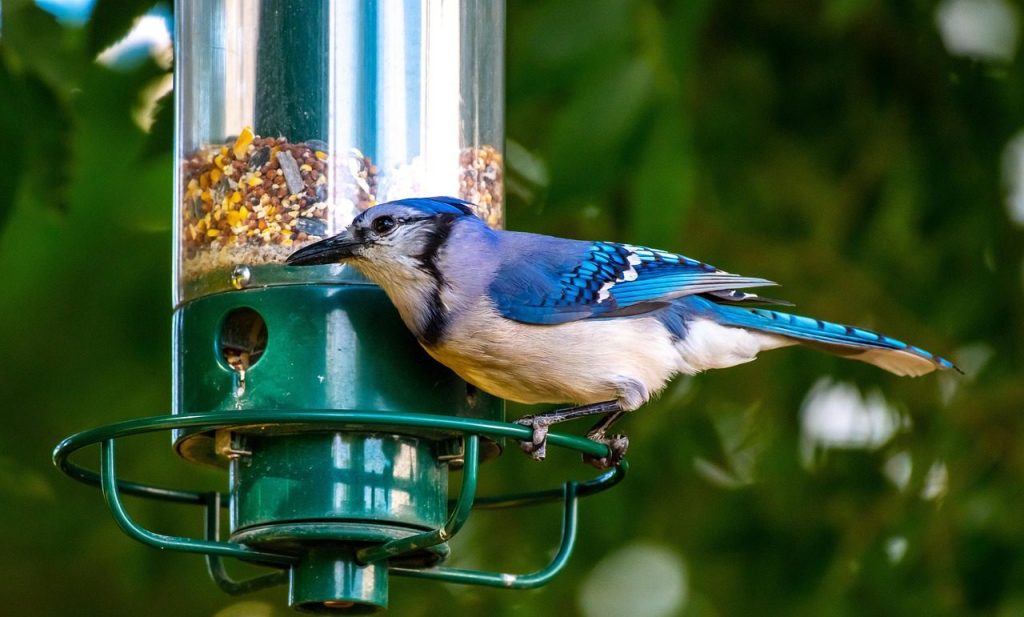 bird feeder, bird, birdwatching, feeder, nature, garden, blue jay, jay, bird feeder, bird feeder, bird feeder, bird feeder, bird feeder, blue jay, blue jay