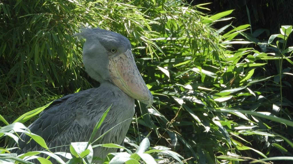 shoebill, balaeniceps rex, african bird, a large african bird, the african wilderness, prague zoo, shoebill, shoebill, shoebill, shoebill, shoebill
