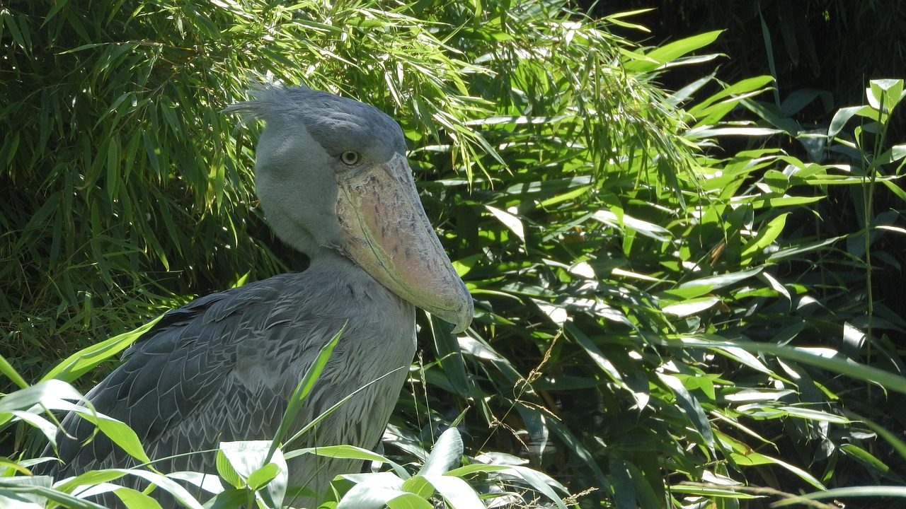 shoebill, balaeniceps rex, african bird, a large african bird, the african wilderness, prague zoo, shoebill, shoebill, shoebill, shoebill, shoebill