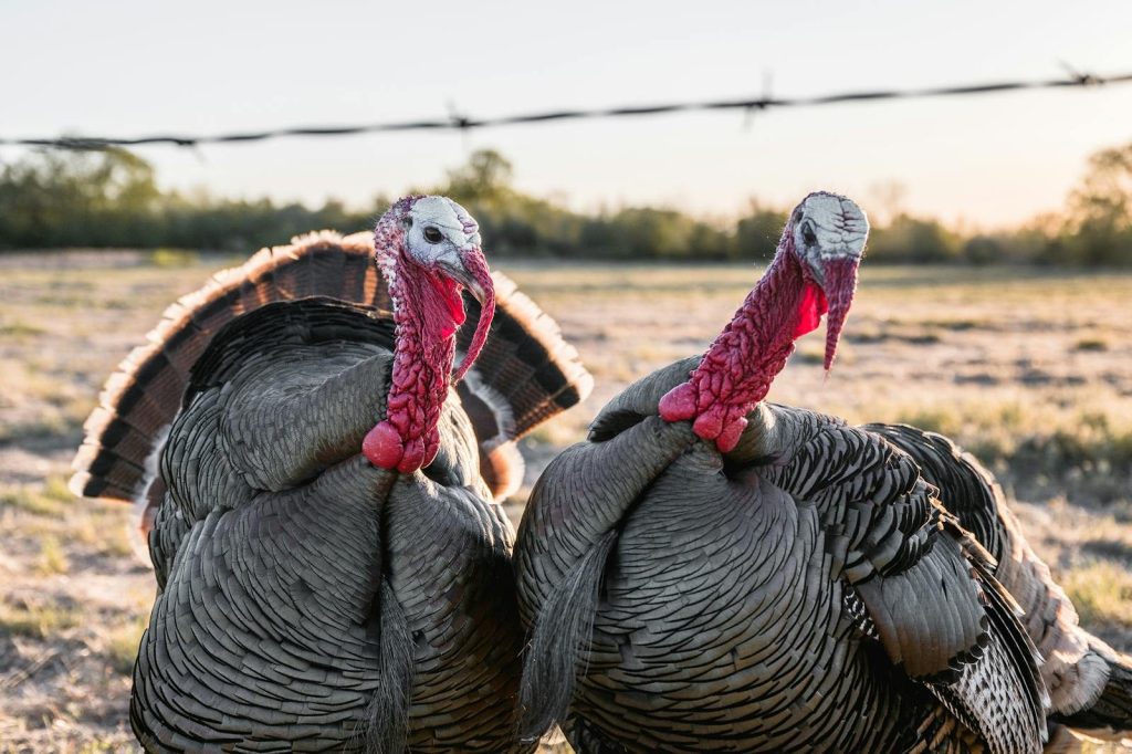 Turkey cocks standing on rough terrain in countryside under sunset in summer day