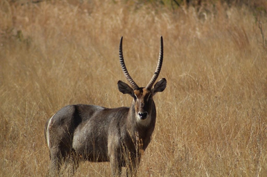 impala, safari, gazelle, wild, impala, impala, gazelle, gazelle, gazelle, gazelle, gazelle