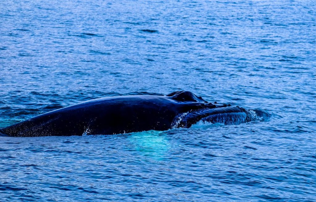 A magnificent whale surfaces in the blue ocean, showcasing its graceful form amidst the waves.