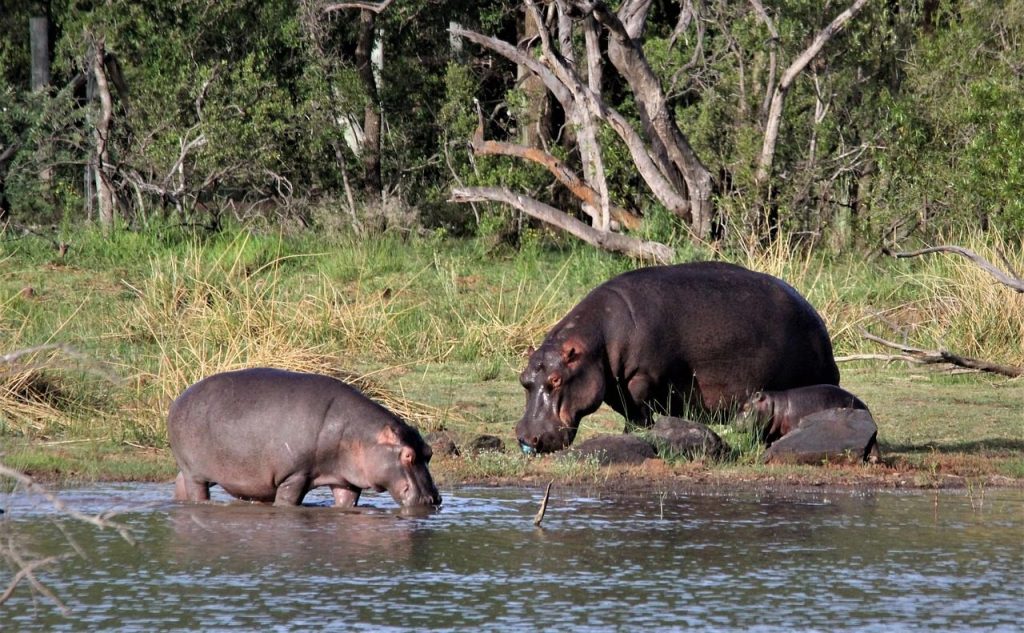 hippopotamus, hippo, mother, babies, young, river, water, dam, pilanesberg, south, africa, common, grazing, wildlife, nature, conservation, baby, animal, wild, african, safari, holiday, travel