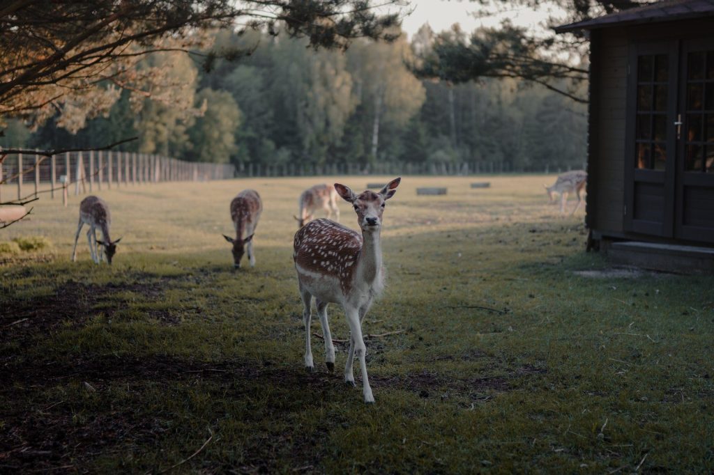 A serene scene of deer grazing in a rural field surrounded by trees and a fence.