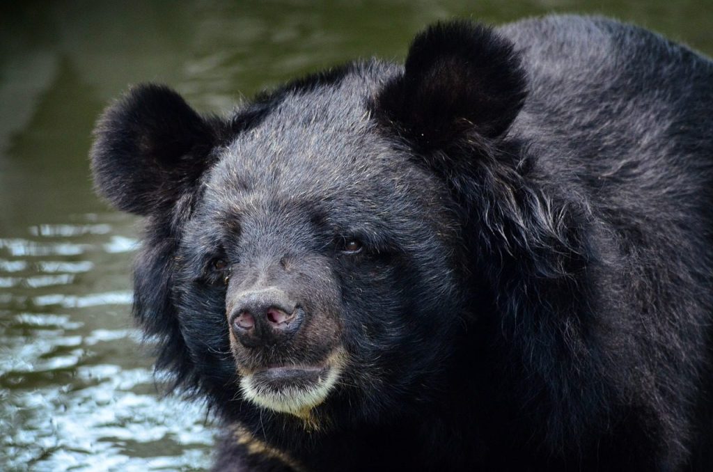 bear, black bear, asian, animal, black, nature, wildlife, fur, mammal, moon bear, portrait, black bear, black bear, black bear, moon bear, moon bear, moon bear, moon bear, moon bear