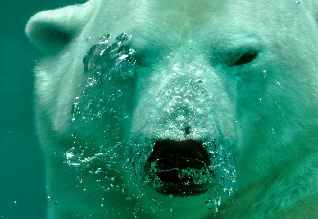 Captivating underwater view of a polar bear swimming with bubbles.