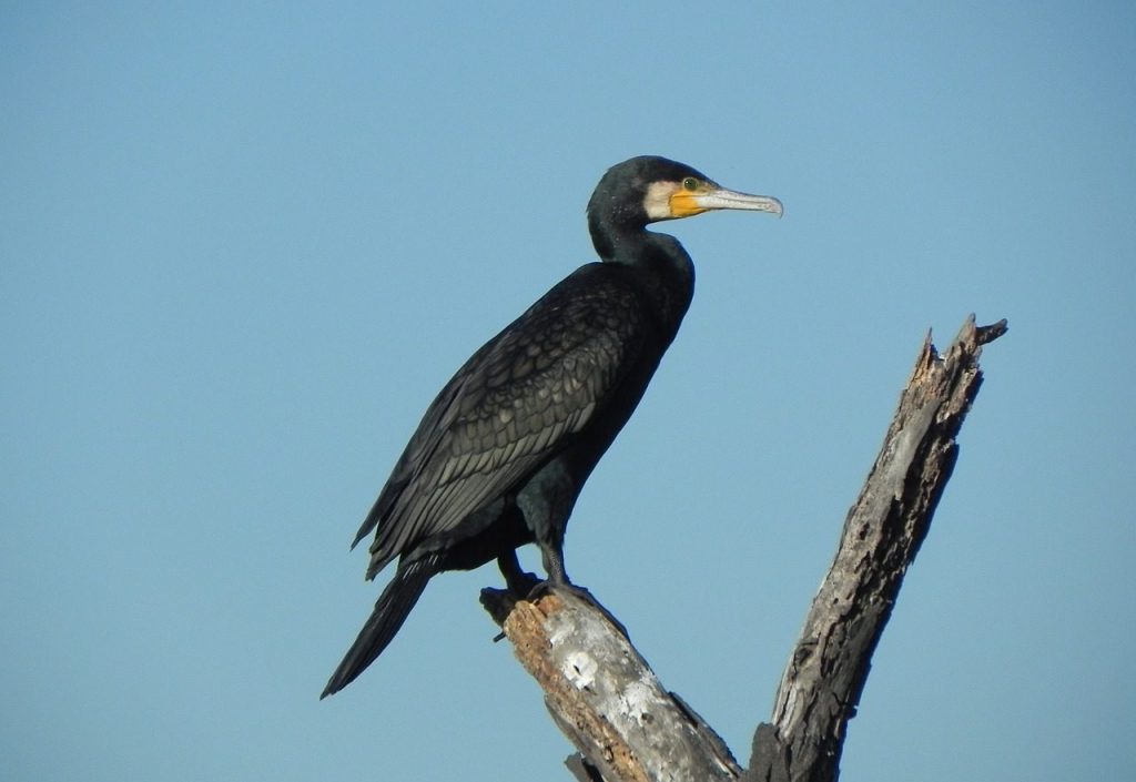 bird, great cormorant, phalacrocorax carbo, great black cormorant, black cormorant, large cormorant, black shag, aves, suliformes, phalacrocoracidae, nature, bharatpur, india