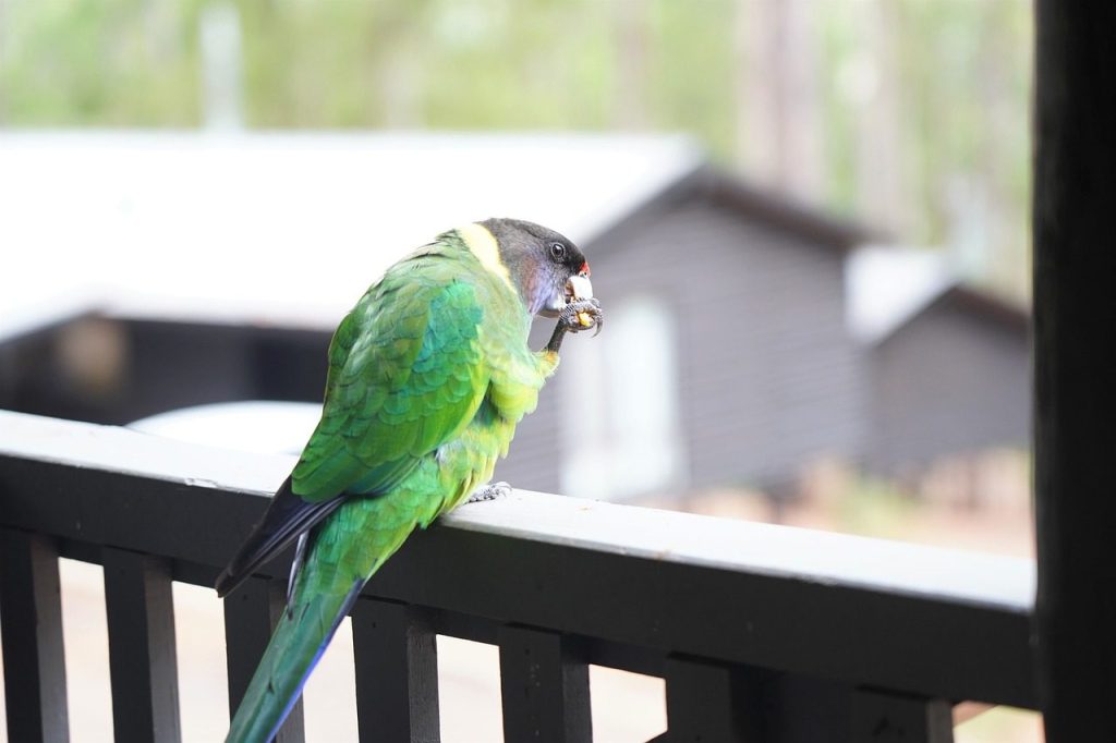 bird, nature, 28th parrot, parrot, australian ring neck, native australian bird