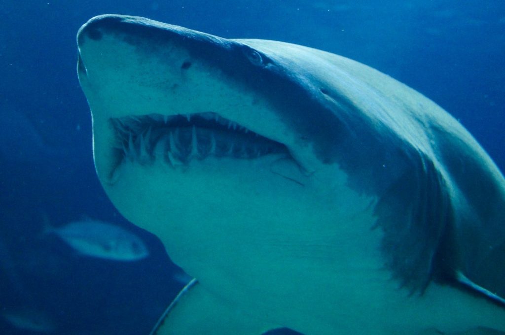 great whale shark