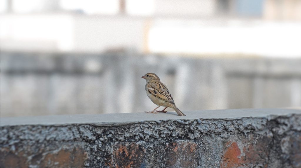 A small bird sitting on top of a cement wall