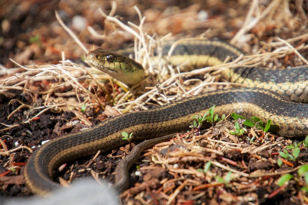 A garter snake slithers through dry grass and dirt.