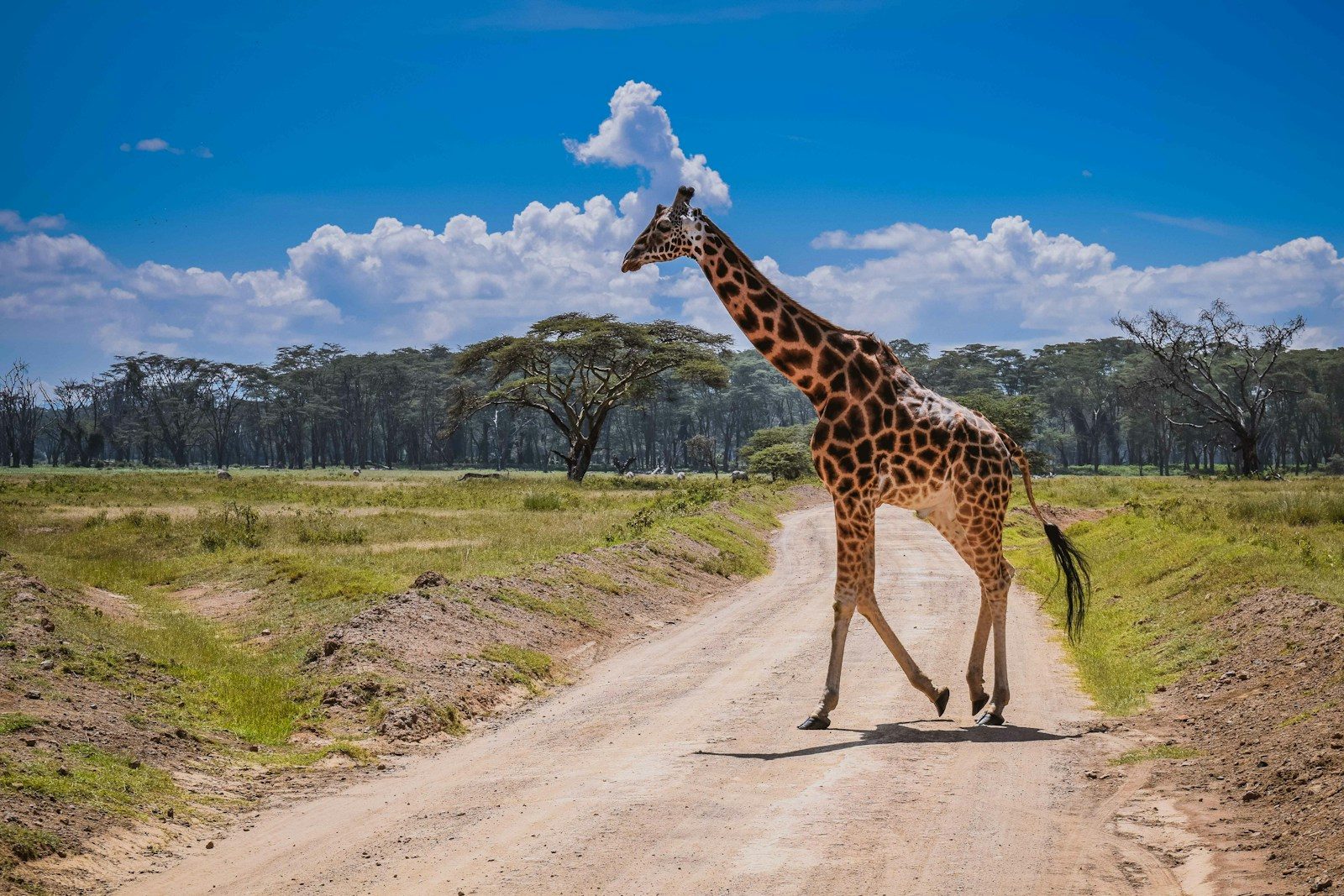 giraffe walking on dirt road during daytime