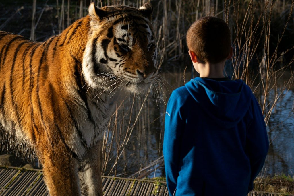 a young boy standing next to a large tiger