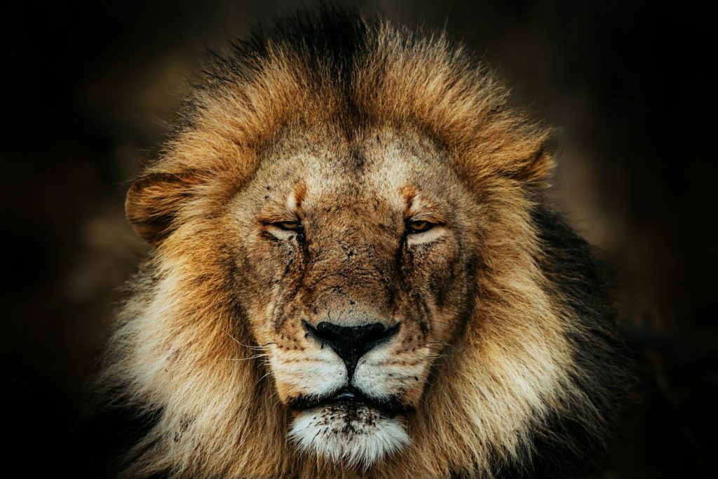 A majestic lion stares directly ahead with closed eyes.