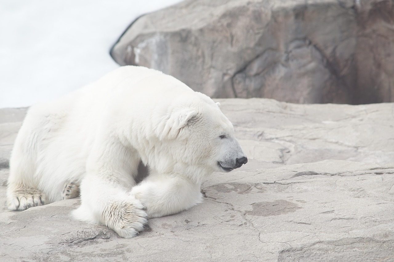 nature, white bear, polar bear, natural, animal, zoo, plush, polar bear, polar bear, polar bear, polar bear, polar bear