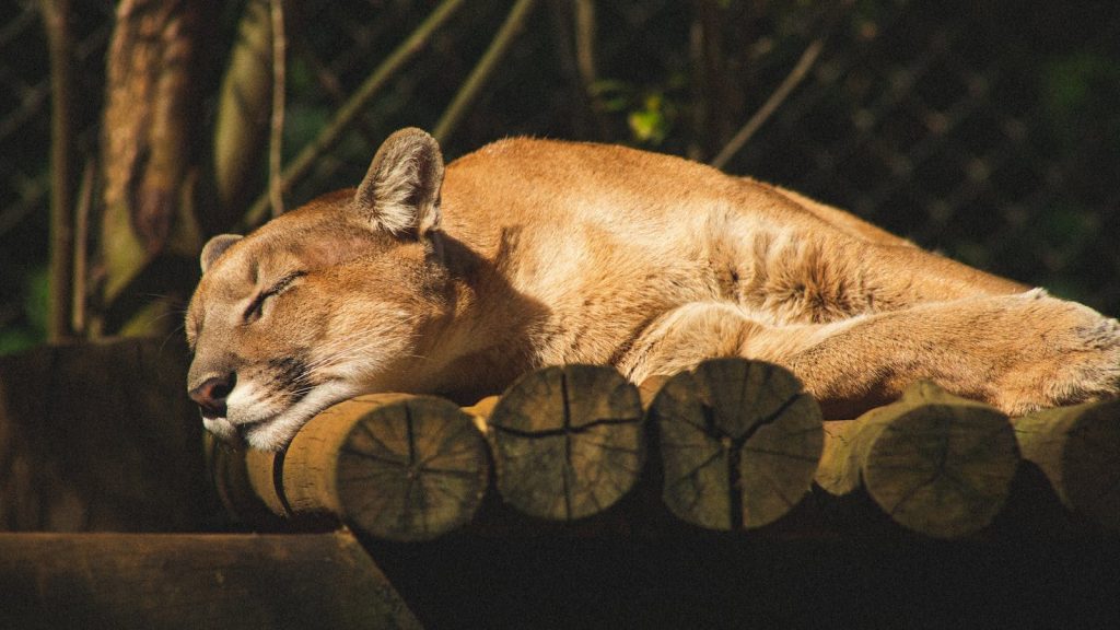 Lioness with brown fur and closed eyes napping on dry tree trunks in zoological garden in sunlight