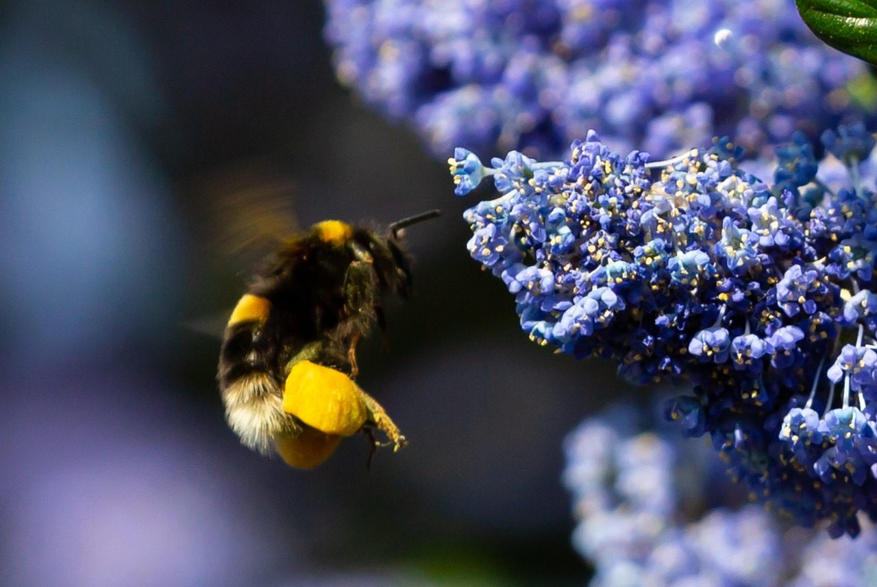 pollen on bee, bee on flower, dandelion, flower background, yellow, bee, wasp, nature, beautiful flowers, flower, plant, summer, flora, blue flower, flower wallpaper, blue bee
