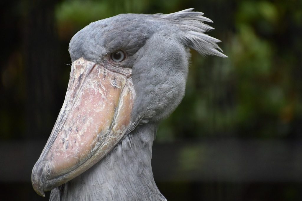bird, nature, animal, zoo, pelican, shoebill, beak, big
