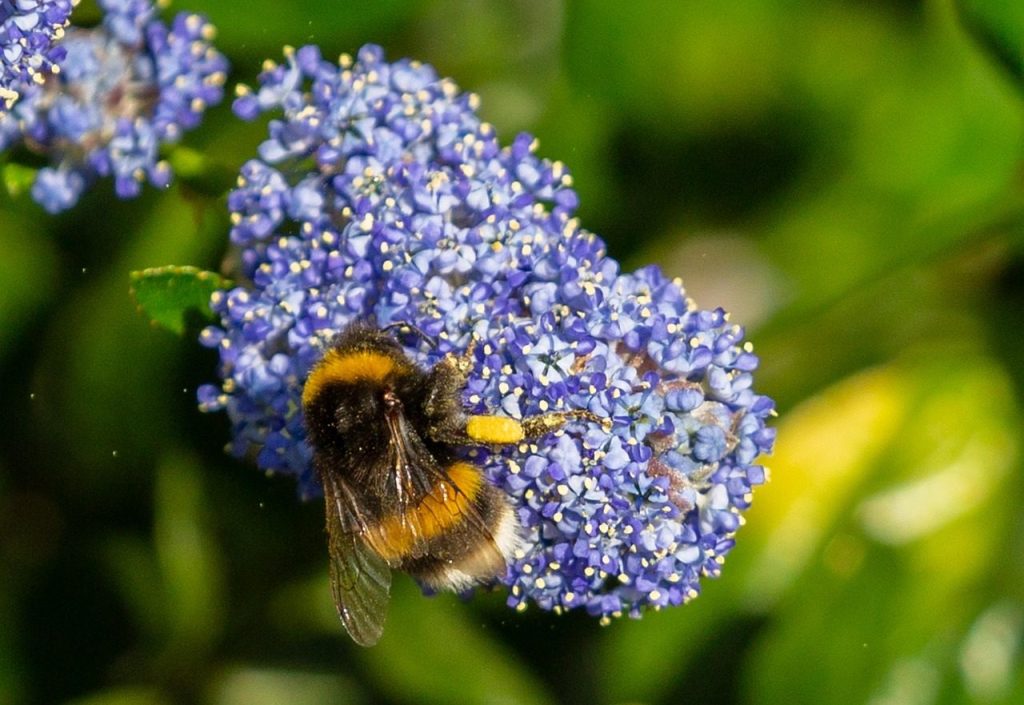bumble bee on flower, pollen on bee, bee on flower, pollen, yellow, bee, wasp, nature, flower background, flower, beautiful flowers, plant, summer, flora, blue flower, flower wallpaper, blue bee