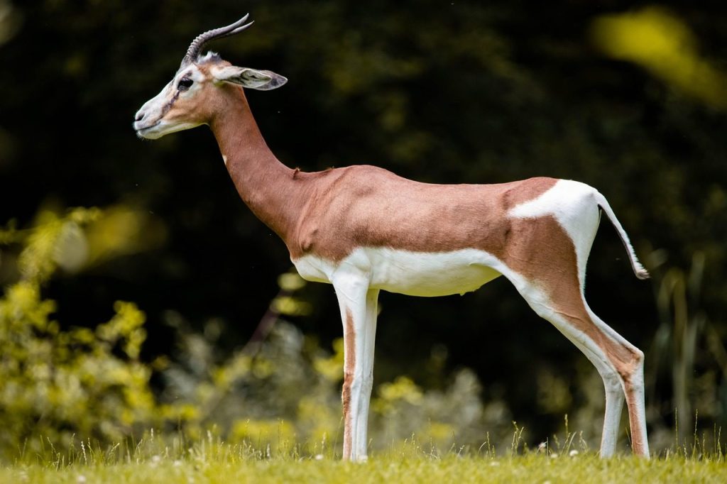 gazelle, africa, animal, safari, antelope, impala, wildlife, horns, nature, springbok, wild, deer, wilderness, namibia, savannah, oryx, mother, sand, desert, poaching, gazelle, gazelle, gazelle, antelope, antelope, impala, springbok, springbok, deer, deer, deer, deer, deer
