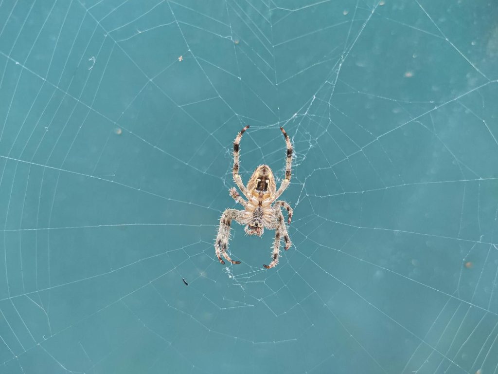 Detailed close-up image of a spider sitting on its web against a blue background.
