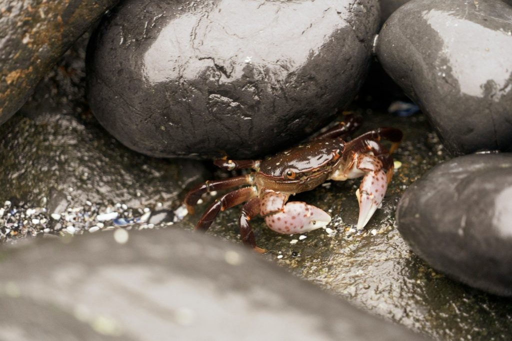 brown crab