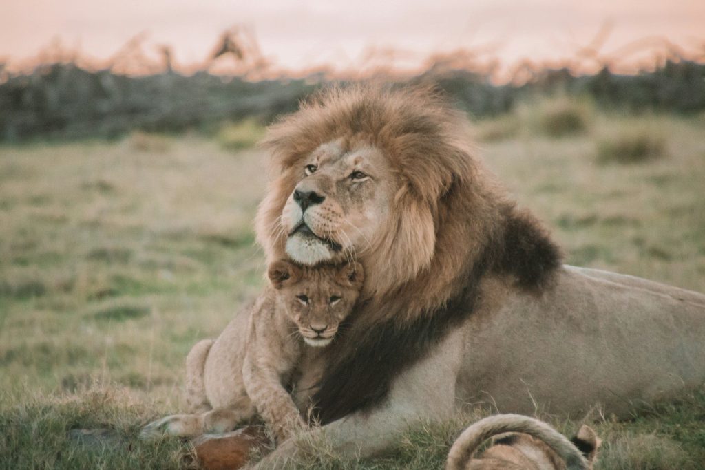 brown lion lying on green grass during daytime