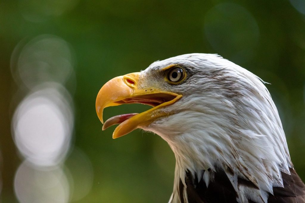 eagle, bird, birds of prey, raptor, bald eagle, nature, white-tailed eagle, flying, wing, wild bird