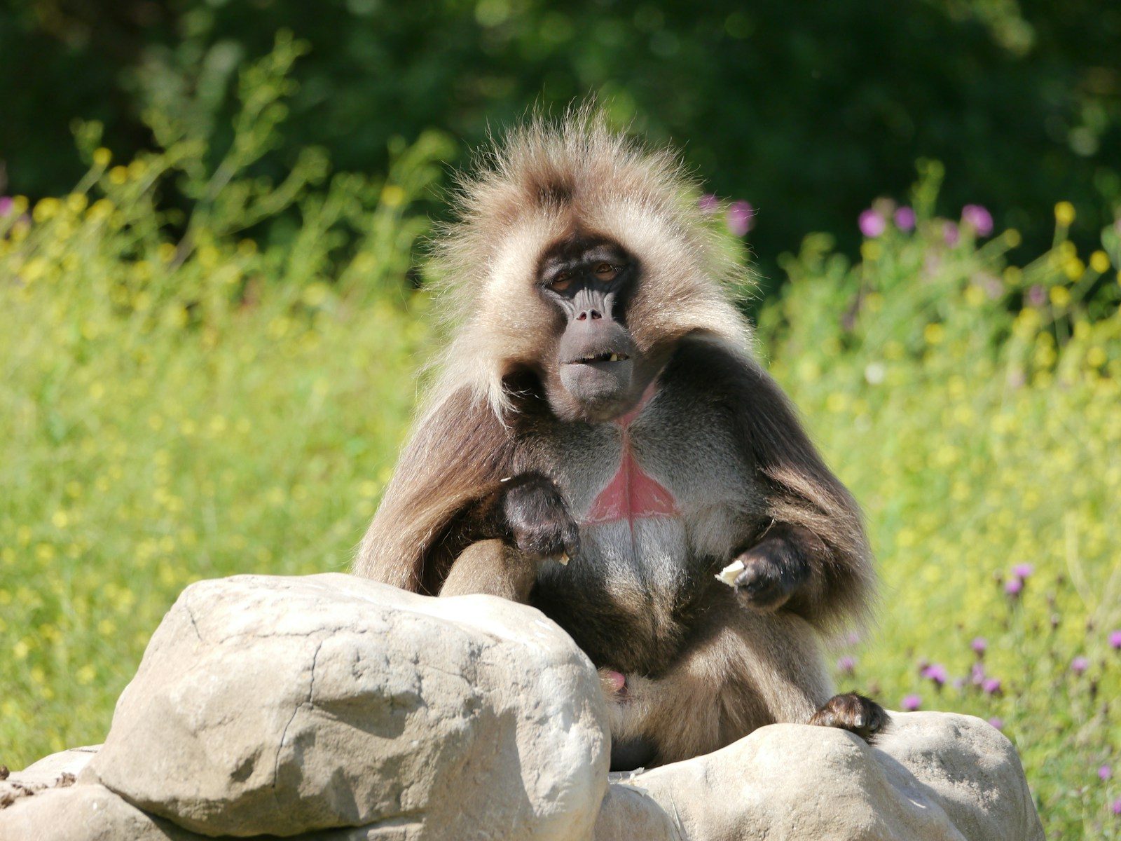 A monkey sitting on top of a rock in a field