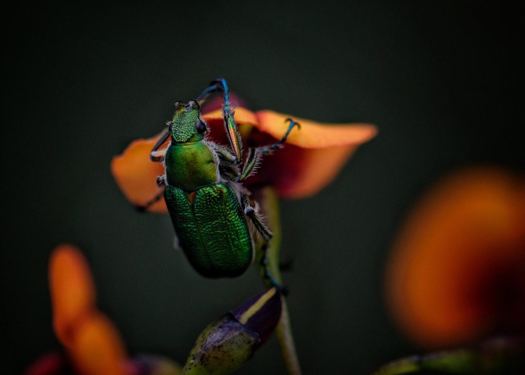 jewel beetle, insect, bug, flower, flower wallpaper, legs, flower background, antennae, emerald, metallic, invertebrate, zoology, beautiful flowers, nature