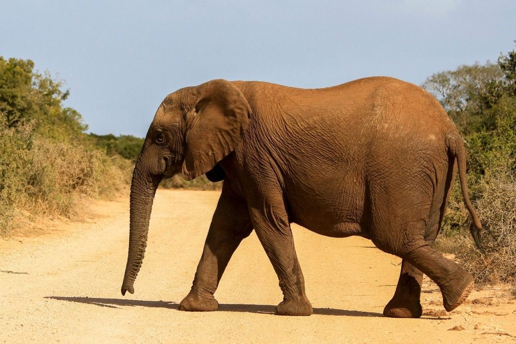 elephant, crossing, road, mammal, animal, pachyderm, wild animal, wilderness, safari, wildlife, nature, wild, africa, large mammal, trunk