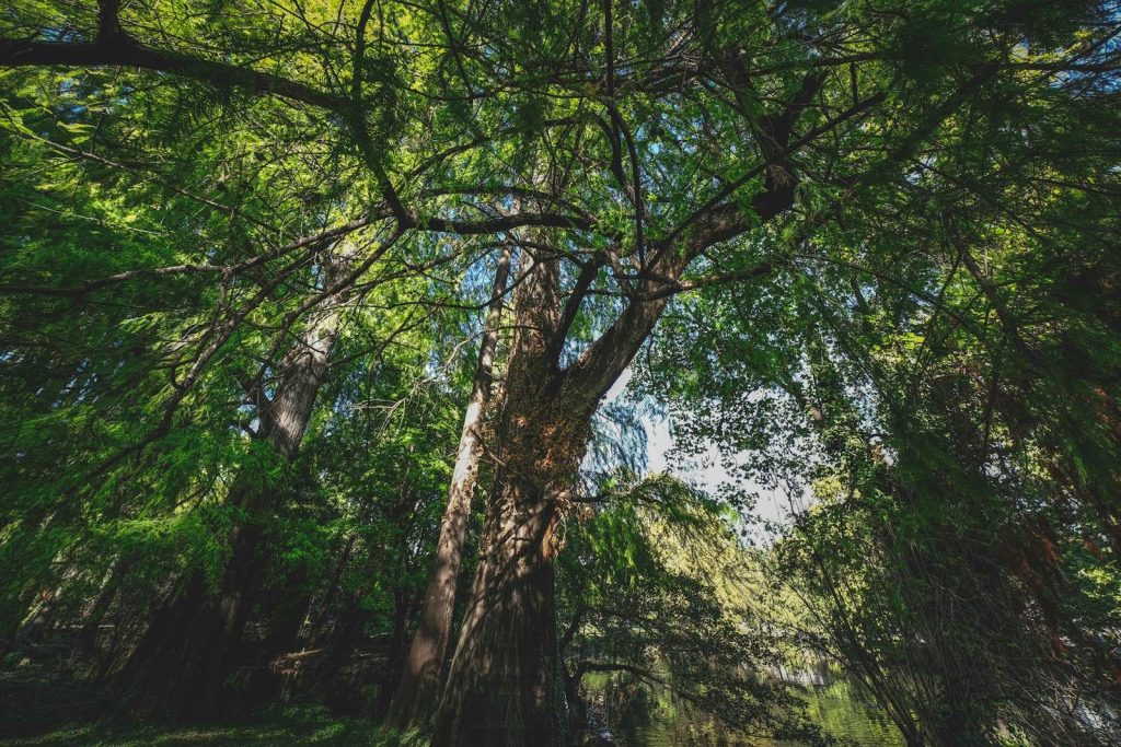 Low angle of overgrown trees with wavy twigs and green foliage in forest in daytime