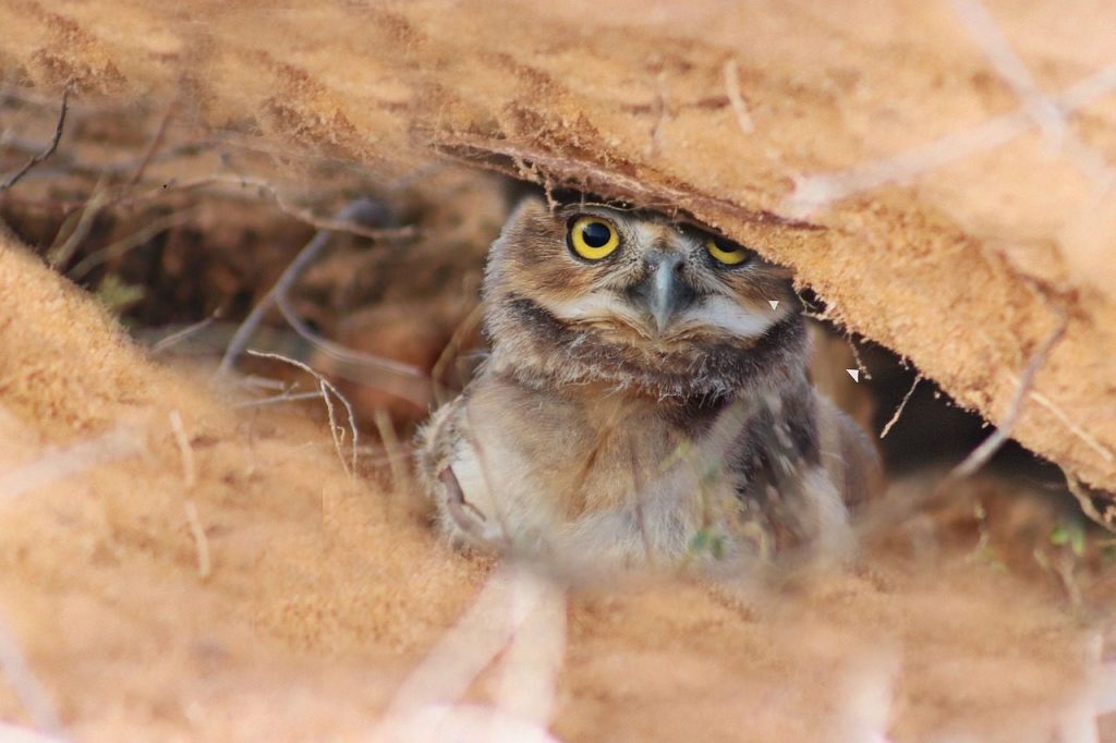 owl, bird, burrow, burrowing owl, animal, wildlife, fauna, wilderness, forest, nature, burrowing owl, burrowing owl, burrowing owl, burrowing owl, burrowing owl