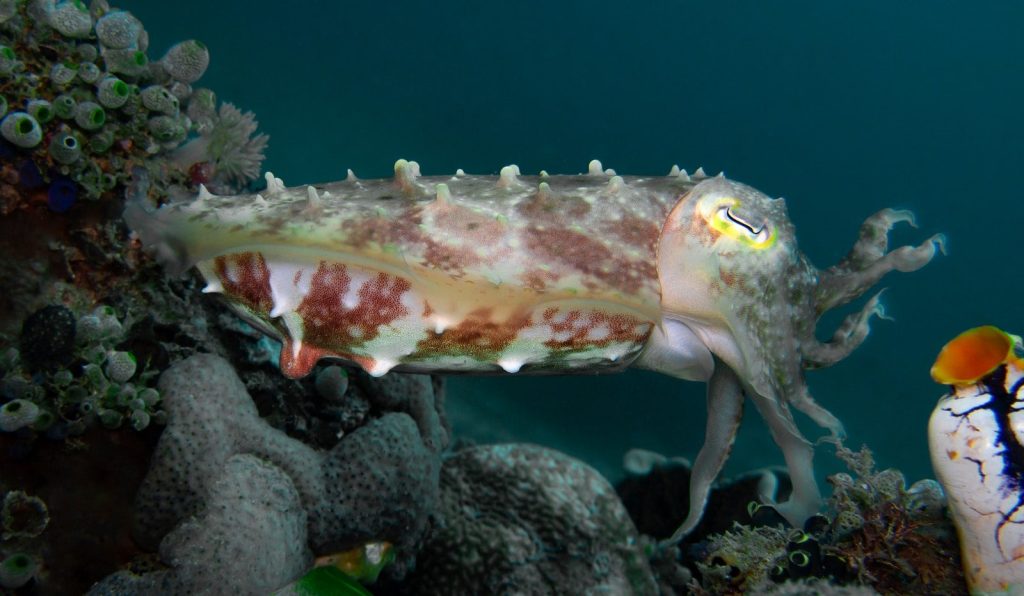 a close up of a sea animal on a coral