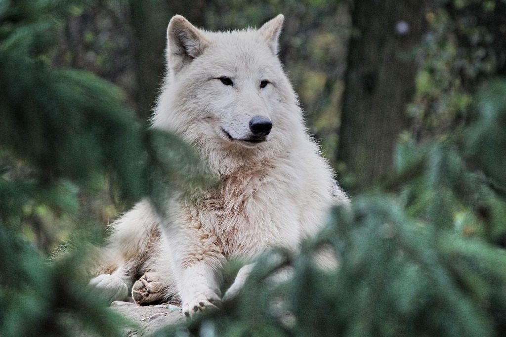 arctic wolf, animal, zoo, wolf, white wolf, polar wolf, mammal, carnivore, hunter, predator, wildlife, rest, wilderness, nature, portrait, wolf, wolf, wolf, wolf, wolf